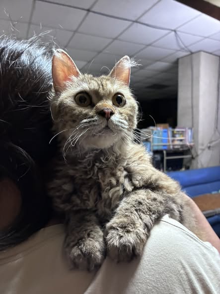 力晨動物醫院 貼文圖片