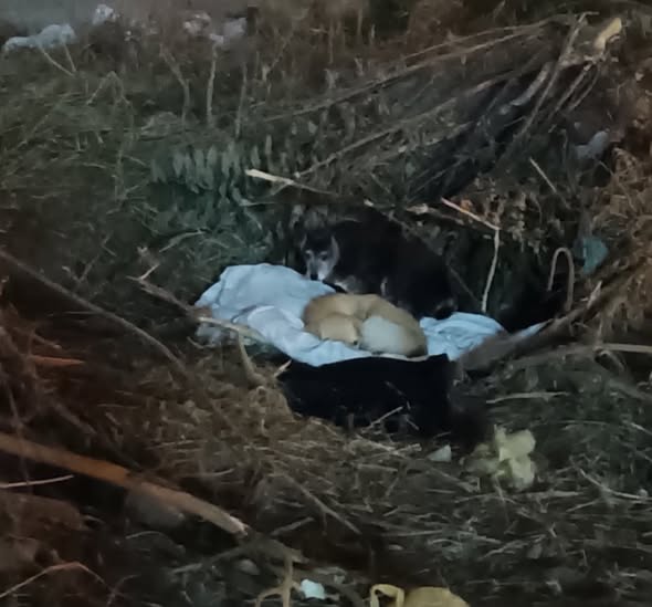 力晨動物醫院 貼文圖片